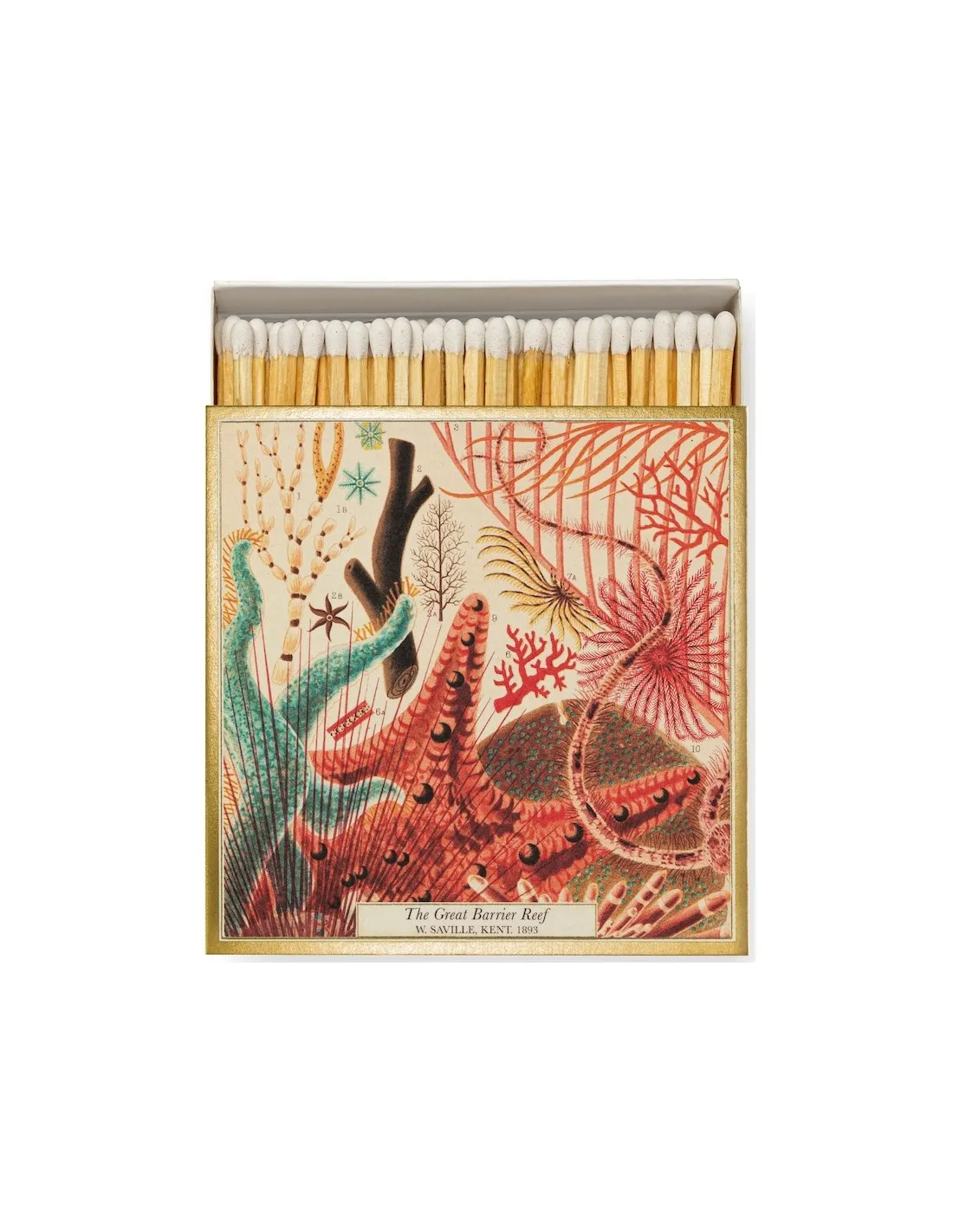 Allumettes Natural History Museum Great Barrier Reef - The Archivist – Image 2